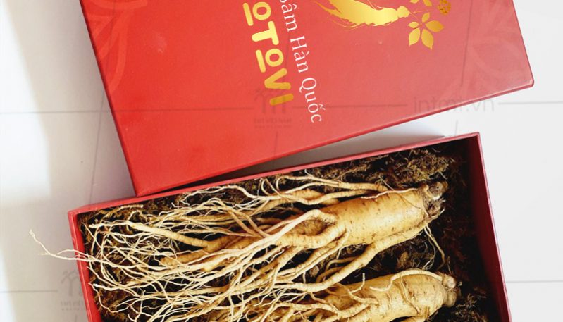 Mẫu hộp đựng nhân sâm nguyên củ