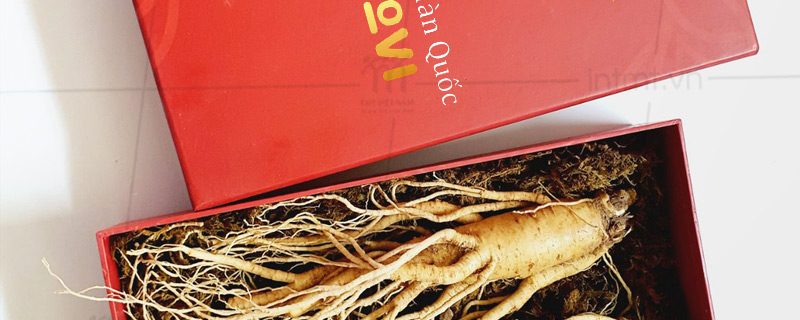 Mẫu hộp đựng nhân sâm nguyên củ
