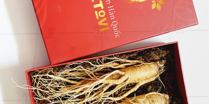 Mẫu hộp đựng nhân sâm nguyên củ