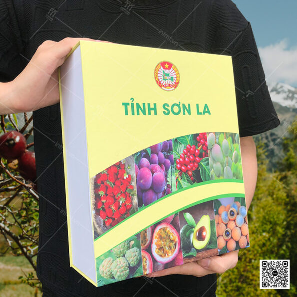 hộp đựng hoa quả mã sp CTL97 - ảnh 1